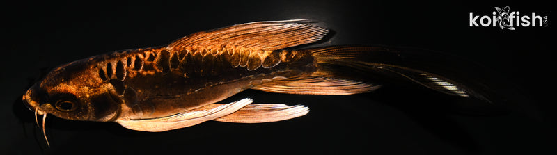 6" BENI KIKOKURYU BUTTERFLY