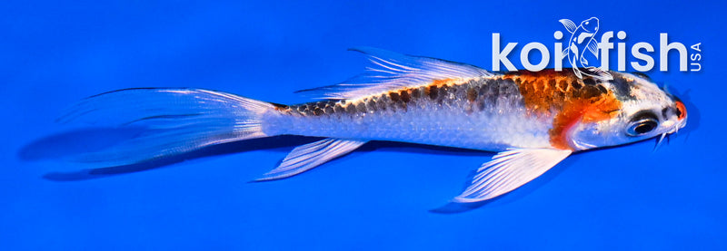 4.5" GINRIN YAMABUKI OGON