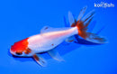 5.75" SARASA WATONAI GOLDFISH