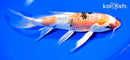 8.75" YAMATO NISHIKI BUTTERFLY