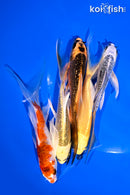 PACK OF (5) 4-5" BUTTERFLY KOI