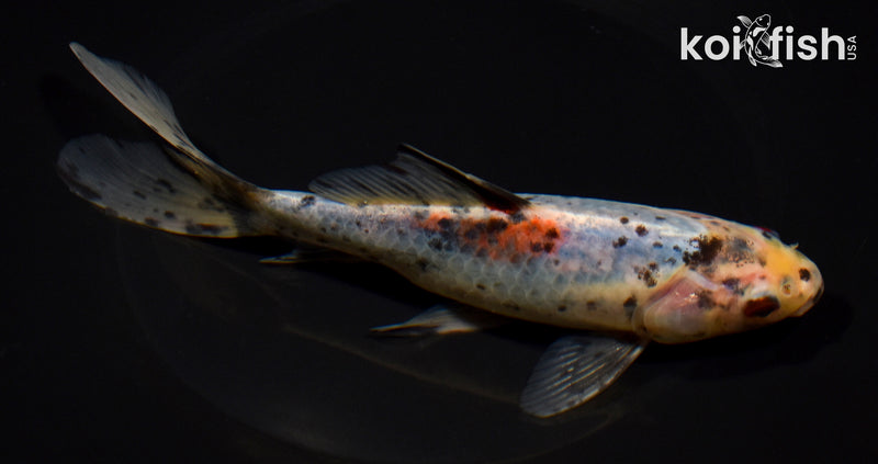 7.5" SHUBUNKIN GOLDFISH