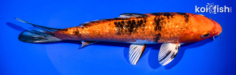 9.5" GINRIN YAMATO NISHIKI