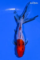 4" CALICO WAKIN GOLDFISH