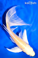 7.75" YAMABUKI OGON BUTTERFLY