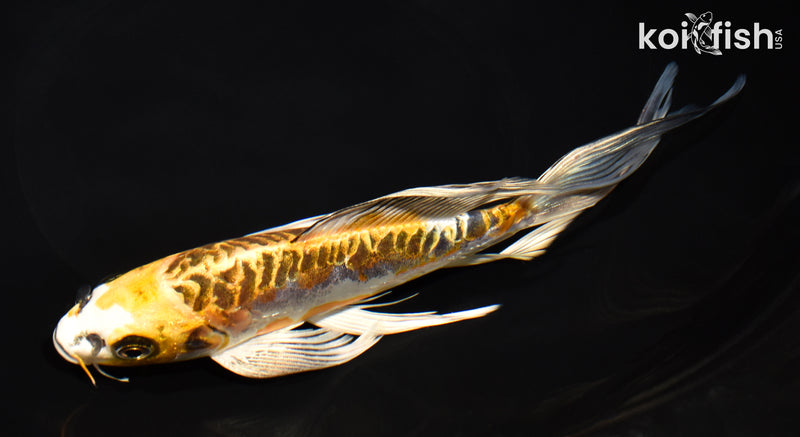 8.25" ARAGOKE KIN KIKOKURYU BUTTERFLY