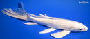 10.5" PLATINUM OGON BUTTERFLY