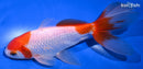 6.5" WATONAI GOLDFISH