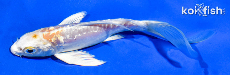 5" GINRIN ARAGOKE LEMON HARIWAKE BUTTERFLY