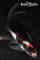 6" SHOWA BUTTERFLY