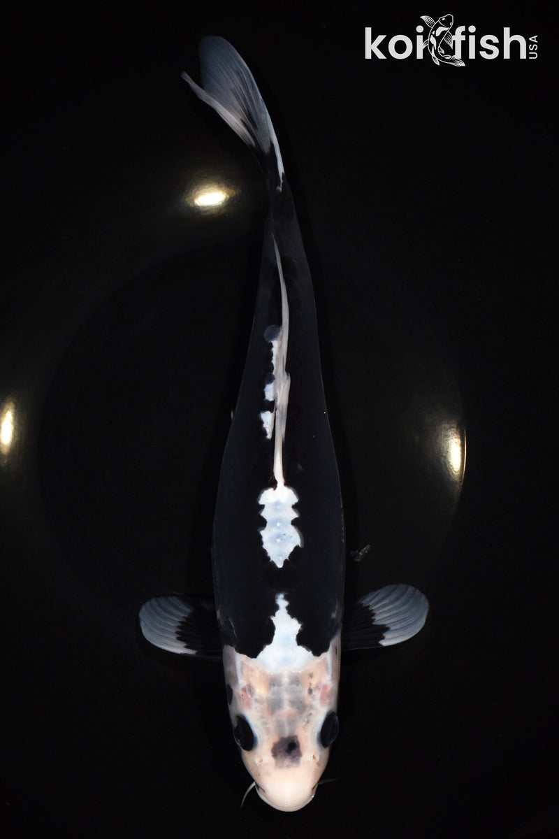 11.5" KUMONRYU