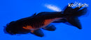 3.75" WATONAI GOLDFISH