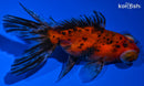 4.75" CALICO TELESCOPE GOLDFISH