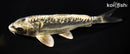 7.75" GINRIN KIKOKURYU