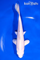 7.25" PLATINUM OGON