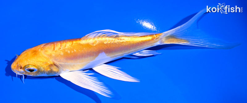 5.75" DOITSU LEMON HARIWAKE BUTTERFLY