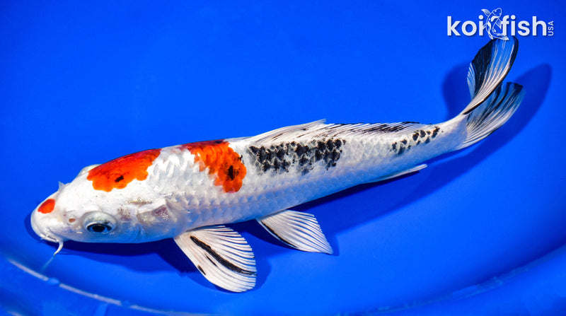 8.5" YAMATO NISHIKI