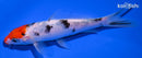 5.5" SANKE