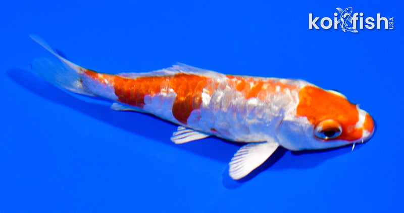 3.75" GINRIN HARIWAKE