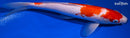 11" KOHAKU