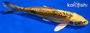 6.25" KIN KIKOKURYU