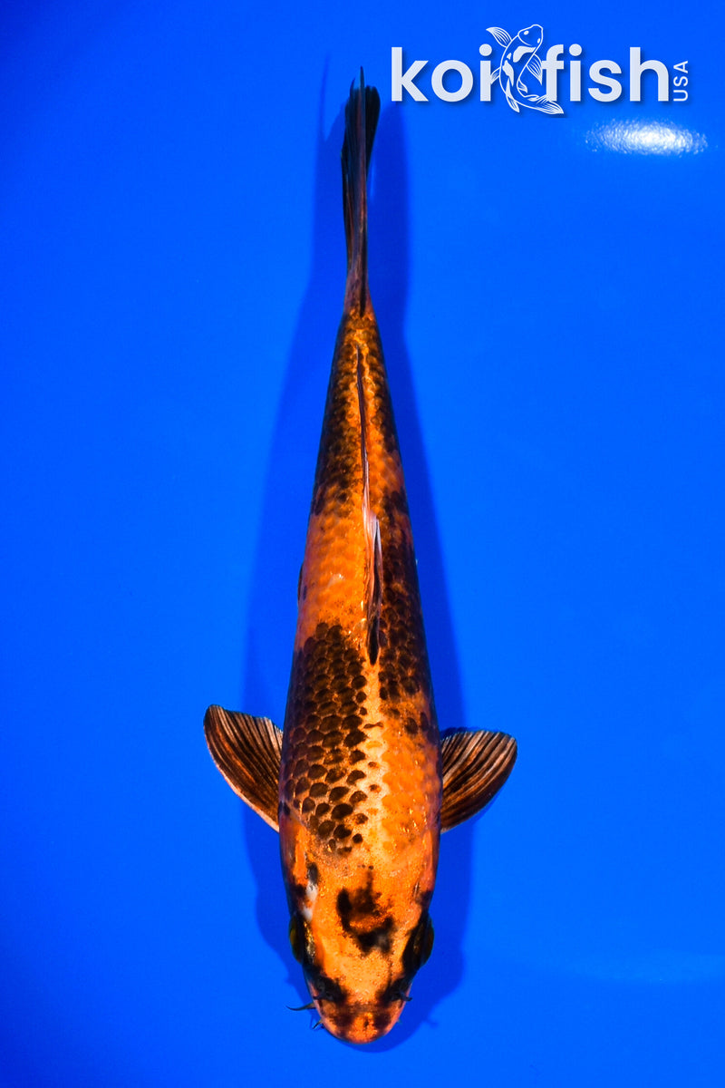 7.25" KIN HI UTSURI
