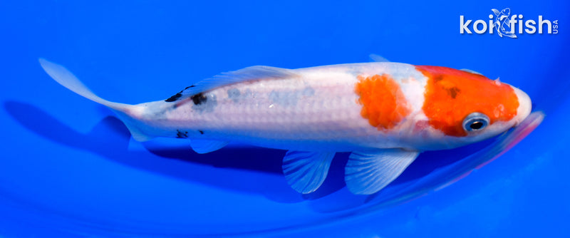 7" SANKE
