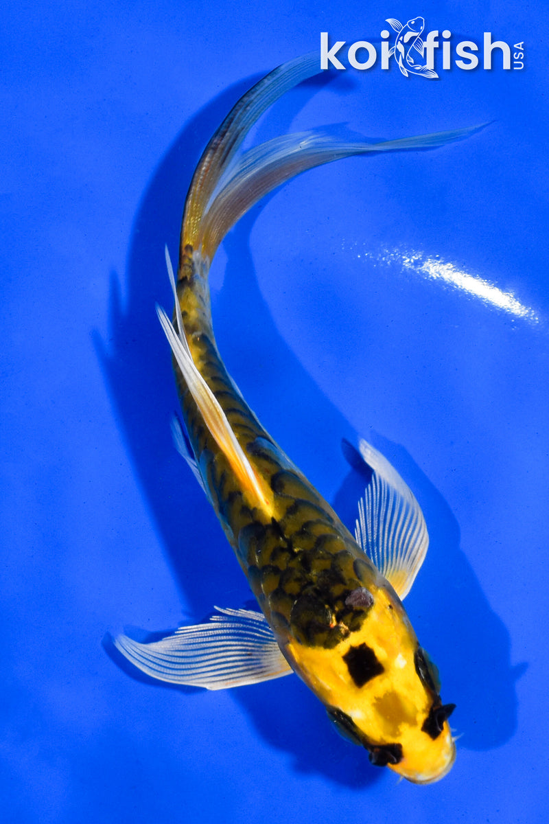 5.5" ARAGOKE KI MATSUBA BUTTERFLY