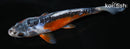 5.5" HI SHUSUI