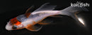 4.5" HI ASAGI BUTTERFLY