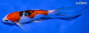 7.75" YAMATO NISHIKI BUTTERFLY