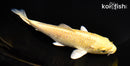 5.75" YAMABUKI OGON