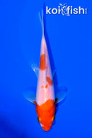 5.75" KOHAKU