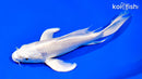6.75" PLATINUM OGON BUTTERFLY