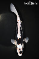 10.25" BENI KUMONRYU