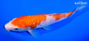 7" GINRIN KOHAKU