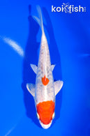 6.75" HEISEI NISHIKI