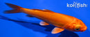4.25" DOITSU ORENJI OGON