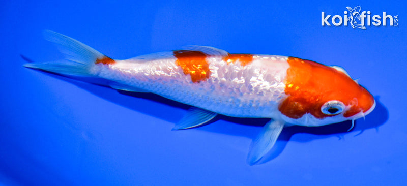 5.5" GINRIN SANDAN KOHAKU