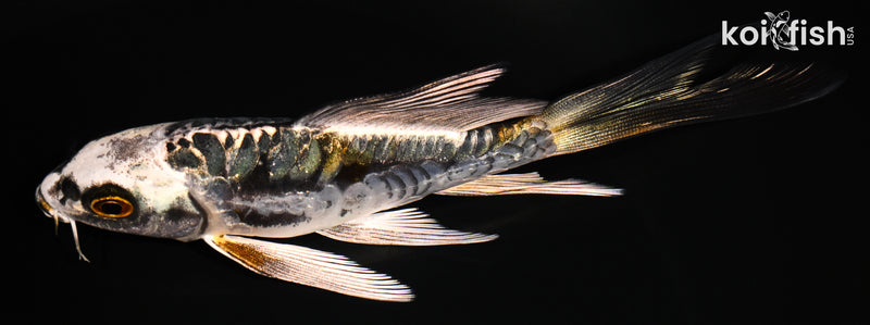 5.25' ARAGOKE BENI KIKOKURYU BUTTERFLY