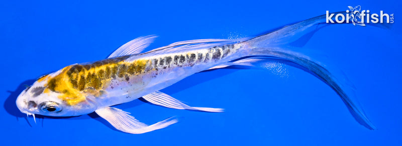 5.75" DOITSU KUJAKU BUTTERFLY