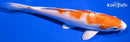 7.5" HARIWAKE