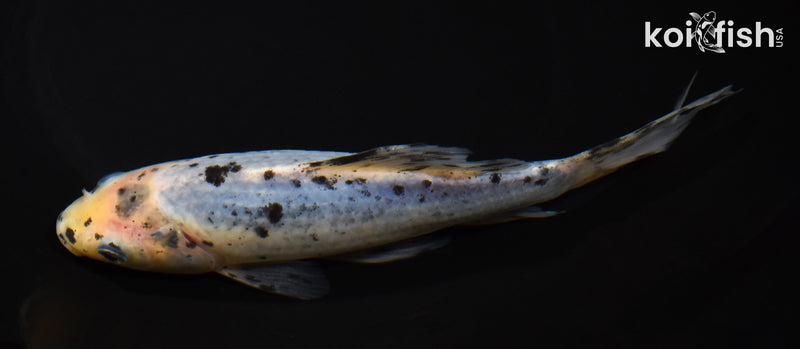 7" SHUBUNKIN GOLDFISH