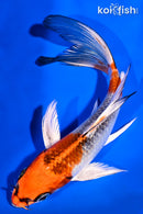 6.75" KUJAKU BUTTERFLY