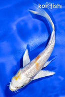 5" HARIWAKE BUTTERFLY