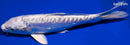 6.25" DOITSU PLATINUM OGON