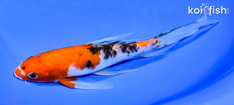 7.5" SANKE BUTTERFLY