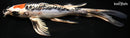 9.25" DOITSU TANCHO KUJAKU BUTTERFLY