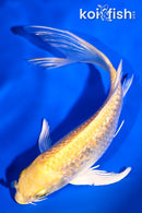 5.5" GINRIN YAMABUKI OGON BUTTERFLY