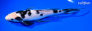 9.25" SHIRO BEKKO BUTTERFLY